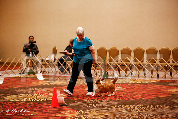 _JJ_7706-HstnCorgiFeb2015-HR3