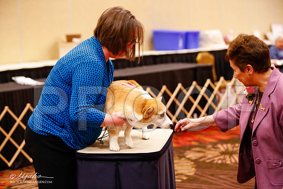 _JJ_1618-HstnCorgiFeb2015-HR3