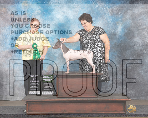 American Hairless Terrier # Sat BOWBOB Major G3 Judge Brenda Landers-_JP_2840e_Longview TX 2024-HR3