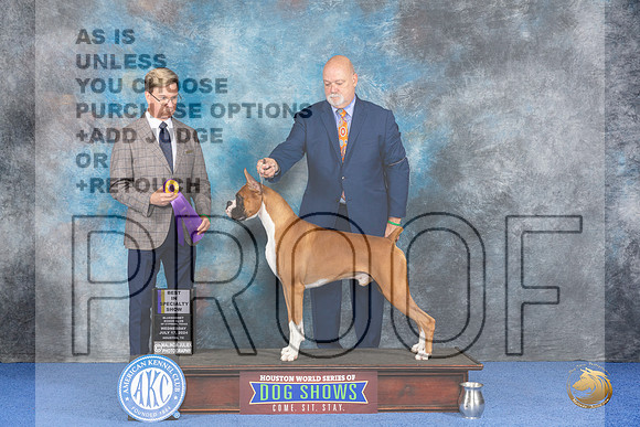 Boxer #5 WED BISS Judge Douglas Johnson__JP_7282_Houston_2024_HR3