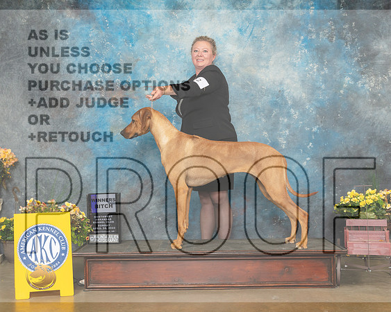 Rhodesian Ridgeback #12 SunWB Judge Jan Sigler-MMJ_1204-NWARK2022-HR3