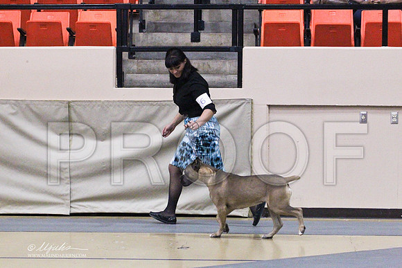 CaneCorso-2485LR