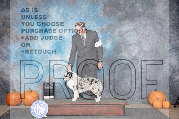 Miniature American Shepherd #5 Sat G4 Judge Ray Filburn__JP_8921_Humble_2024_HR3