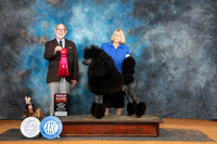 Poodle Std #11 Sun G2 Judge Tim Robbins