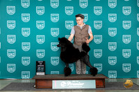 Poodle Std #413 Sat BOB Judge Kathie Short