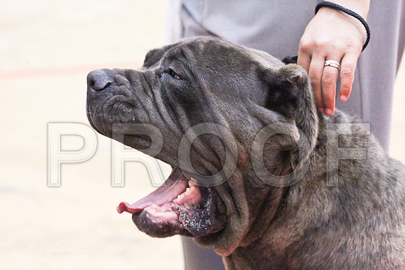 NeapolitanMastiff-0573LR