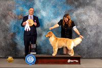 Golden Retriever #74 WED BOPS Sweeps Judge Chris Leitkowskli