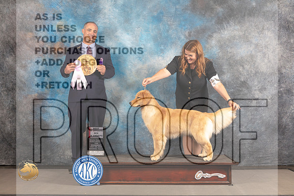 Golden Retriever #74 WED BOPS Sweeps Judge Chris Leitkowskli_MJ_2150_Houston_2022_HR3
