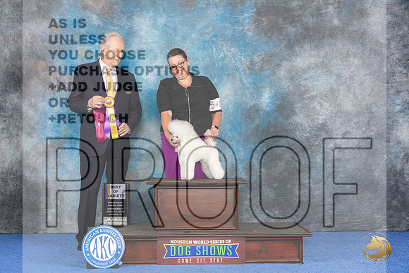 Poodle Toy #8 WED Judge James Moses__JP_7099_Houston_2024_HR3