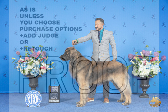 Leonberger #7 FRI BOB NC Judge Douglas Johnson r__JP_0219_Houston_2024_HR3