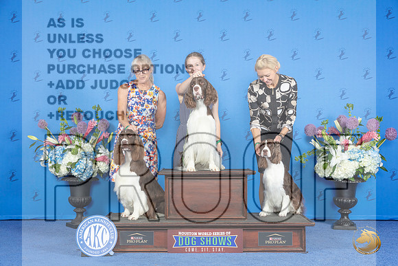 English Springer Spaniel #15 SUN CUSTOM__JP_0456_Houston_2024_HR3