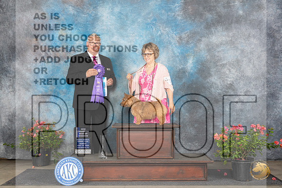 Norwich Terrier #16 BOWCH Judge John F Booth__JP_5869_San Antonio_2024_HR3