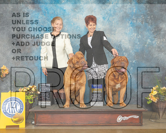 Dog de Bordeaux #22 SB #9 BOB Thur Judge John Wade-MMJ_8778-NWARK2022-HR3