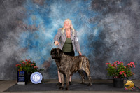 Mastiff #6 Sat WBBOWBOB Judge Paul F Willhauck