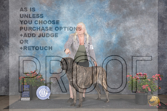 Mastiff #6 Sat WBBOWBOB Judge Paul F Willhauck__JP_5175_San Antonio_2024_HR3