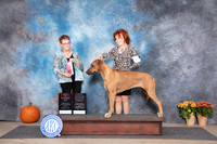 Rhodesian Ridgeback #6 Fri OHBOBBOS Judge Ann Meyer