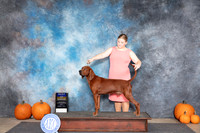 Red Bone Coonhound #5 Fri BOB Judge Ann Meyer