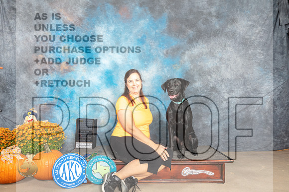 Labrador Retriever AgNov_MJ_6659_Belton_2022_HR3