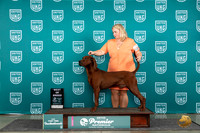 Redbone Coonhound #1234 Thur T10BOB Judge Deb Allen