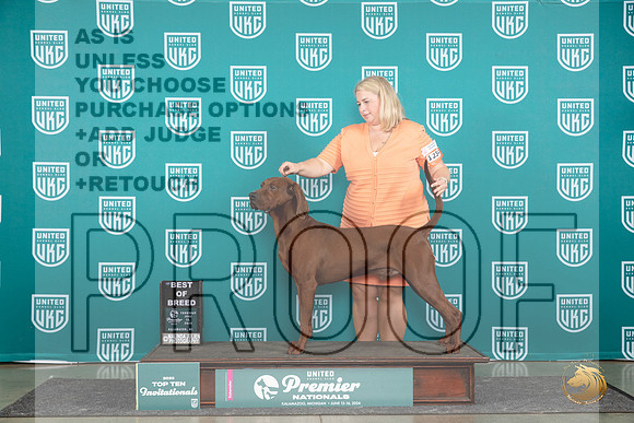Redbone Coonhound #1234 Thur T10BOB Judge Deb Allen__JP_0966_Premier_2024_HR3