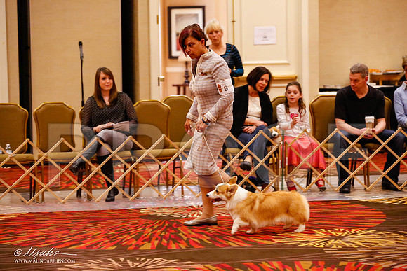 _JJ_8406-HstnCorgiFeb2015-HR3