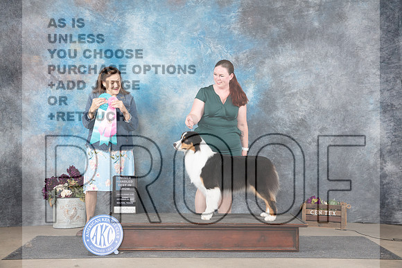 Australian Shepherd #14 Sun OHG1 OHBIS Judge Joan Liebes__JP_8194_Belton_2024_HR3