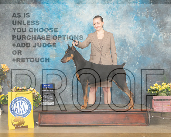 Doberman Pinscher #7 Sun BOW Judge Jim Fehring-MMJ_1196-NWARK2022-HR3