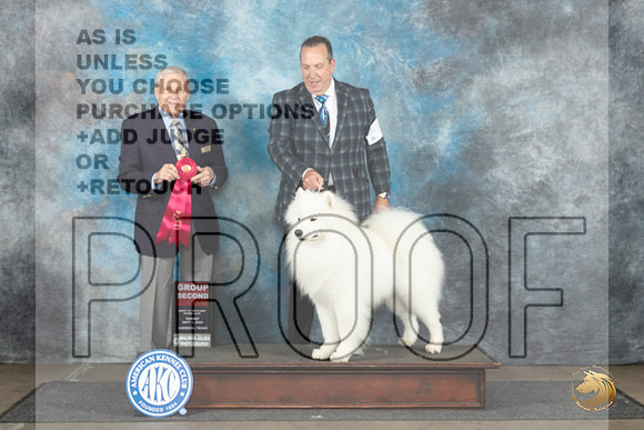 Samoyed #7 Sun G2 Judge David Bolus__JP_3978_Lubbock_2024_HR3