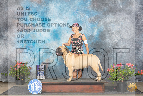 Bullmastiff #6 Sun WBM Judge Karen McFarlane__JP_6058_San Antonio_2024_HR3