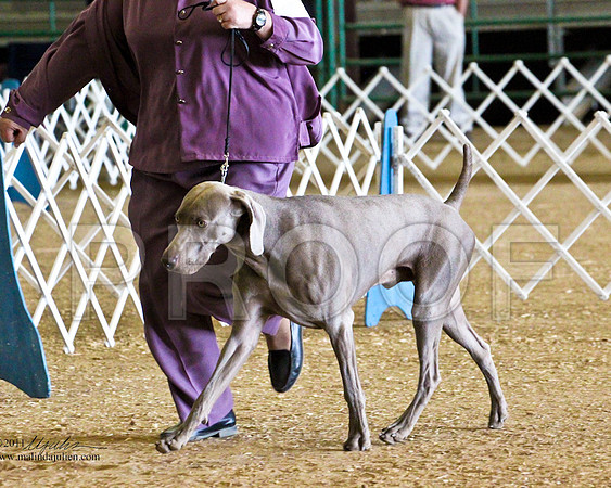 Weim-4172