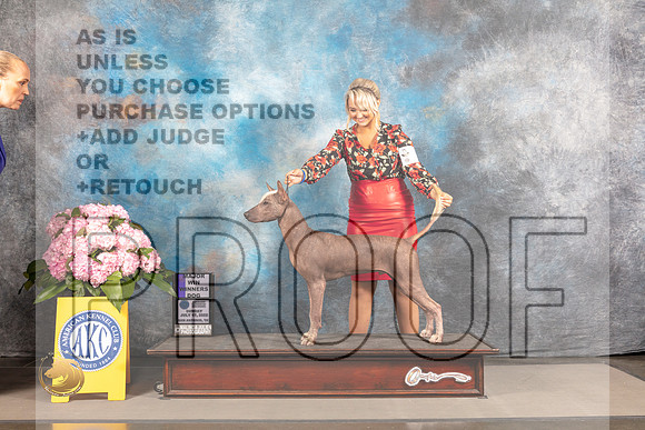 Xoloitzcuintli #? SUN WD Major Judge? SAN ANTONIO_MJ_3891_Houston_2022_HR3