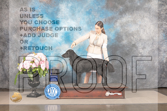 Flat Coated Retriever #9 SUN WD BOW NCH Major Judge Polly Smith_MJ_8247_Houston_2022_HR3