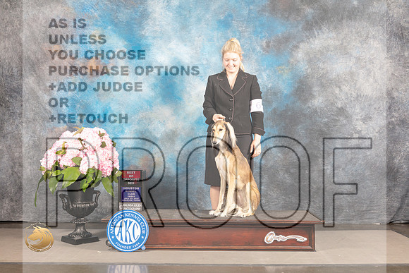 Saluki #16 Sat BOS Judge Barbara Alderman_MJ_7318_Houston_2022_HR3