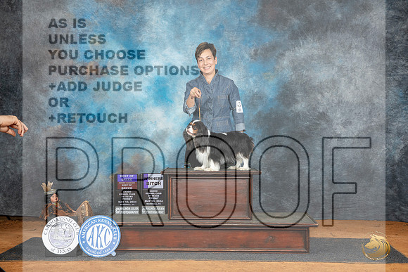 Cavalier King Charles Spaniel #14 Fri BOBOHBOBWB Judge Tim Robbins r__JP_7611_MARSHALL_2024_HR3