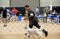 English Setter Sat Ring