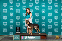 American Bully #1417 Thur Dock Judge James Birch