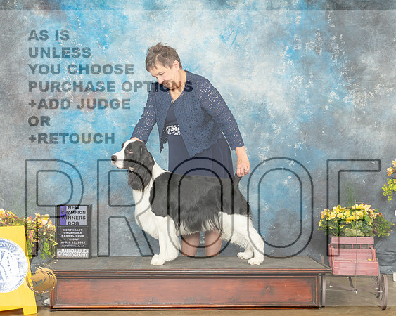 English Springer Spaniel #7 Fri WDNCh Judge Betty Pollock-MMJ_0547-NWARK2022-HR3