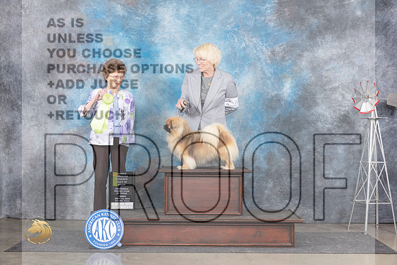Tibetan Spaniel #5 Fri OHRBIS Judge Pat Trotter__JP_5640_Amarillo_2024_HR3