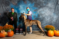 Great Dane #12 Sat BOS Judge Del Richards