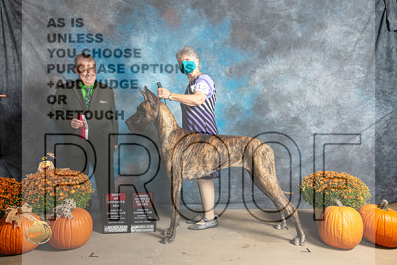 Great Dane #12 Sat BOS Judge Del Richards_MJ_5576_Belton_2022_HR3