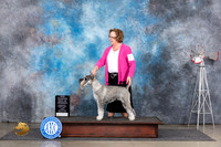 Standard Schnauzer #7 Fri BOWCH Judge Patricia Trotter