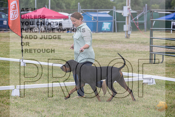 Black and Tan Coonhound Ring Wed_JJL_1653_Premier_2024_HR3