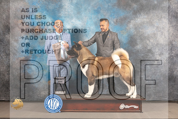 Akita #17 WED SD Judge Donald Plummer_MJ_2367_Houston_2022_HR3
