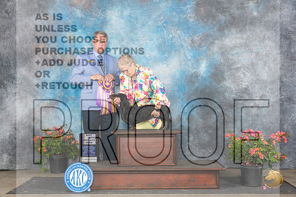 Dachshund Smooth #10 Sat BISS Judge Kenneth L Hagmueller__JP_4938_San Antonio_2024_HR3