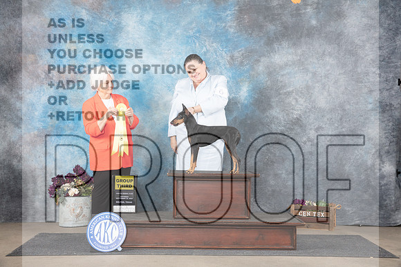 Machester Terrier #6 Sat G3 Judge Gloria Kerr__JP_7329_Belton_2024_HR3