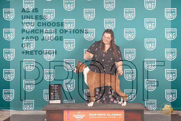 Boxer # Sat RBPIS Judge William Chrazanowski__JP_2115_UKCEastern_2024_HR3