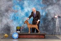 German Pinscher #7 Fri G3 Judge Pat Trotter