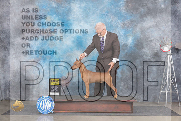 German Pinscher #7 Fri G3 Judge Pat Trotter__JP_5414_Amarillo_2024_HR3