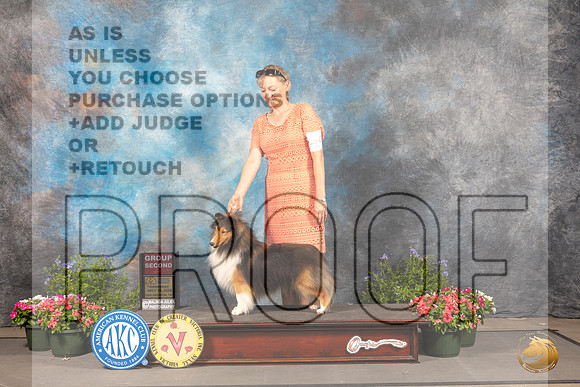 Shetland Sheepdog #19 Thur G3 Judge David Bolus_MJ_0029_SA_2022_HR3
