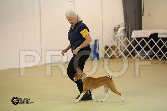 Basenji-0388-HtoJan14-HR